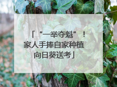 “一举夺魁”!家人手捧自家种植向日葵送考