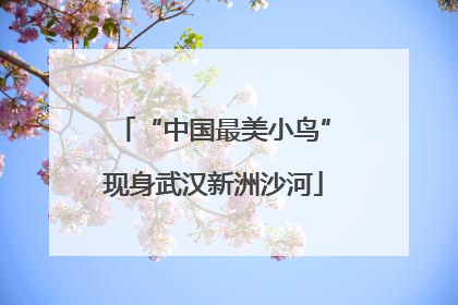 “中国最美小鸟”现身武汉新洲沙河