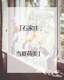 石家庄：当夏荷美