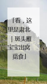 看，这里是肃北｜斑头雁宝宝出窝觅食