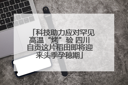 科技助力应对罕见高温“烤”验 四川自贡这片稻田即将迎来头季孕穗期