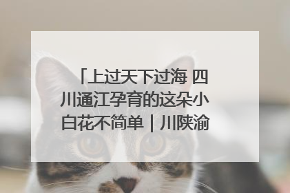 上过天下过海 四川通江孕育的这朵小白花不简单｜川陕渝网络名人巴中行
