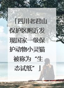 四川老君山保护区附近发现国家一级保护动物小灵猫 被称为“生态试纸”