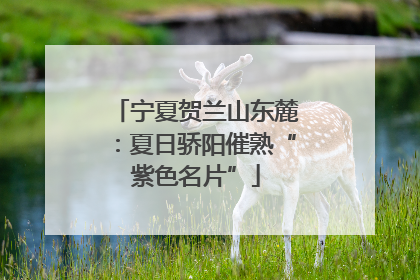 宁夏贺兰山东麓：夏日骄阳催熟“紫色名片”