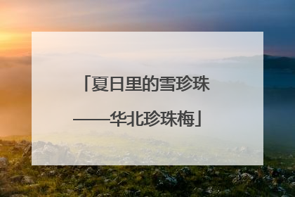 夏日里的雪珍珠——华北珍珠梅