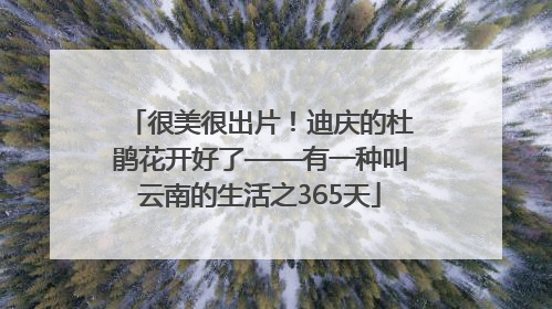 很美很出片！迪庆的杜鹃花开好了——有一种叫云南的生活之365天
