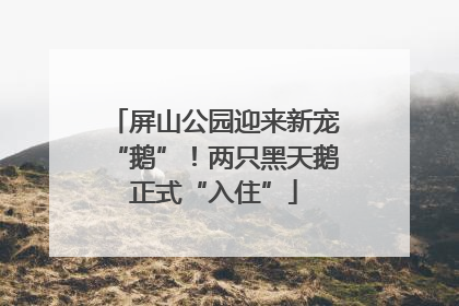 屏山公园迎来新宠“鹅”！两只黑天鹅正式“入住”