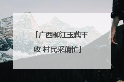 广西柳江玉藕丰收 村民采藕忙