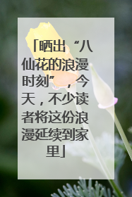 晒出“八仙花的浪漫时刻”，今天，不少读者将这份浪漫延续到家里