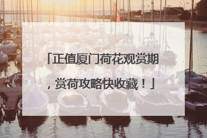 正值厦门荷花观赏期，赏荷攻略快收藏！