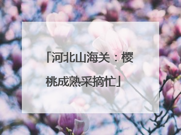 河北山海关：樱桃成熟采摘忙