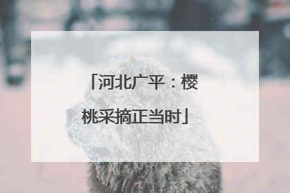 河北广平：樱桃采摘正当时