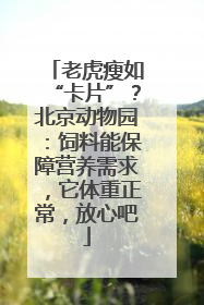 老虎瘦如“卡片”？北京动物园：饲料能保障营养需求，它体重正常，放心吧