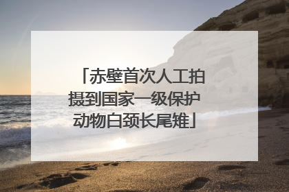 赤壁首次人工拍摄到国家一级保护动物白颈长尾雉