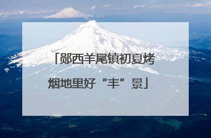 郧西羊尾镇初夏烤烟地里好“丰”景