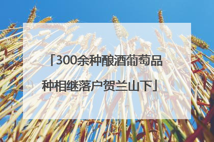 300余种酿酒葡萄品种相继落户贺兰山下